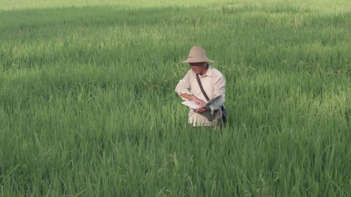 4K杂交水稻农业水稻种植视频素材