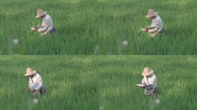 4K水稻杂交种水稻农业植视频素材