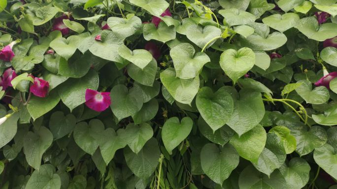 牵牛花花朵植物喇叭花紫色喇叭花