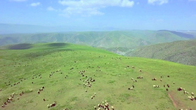 内蒙古草原航拍羊群戈壁羊群