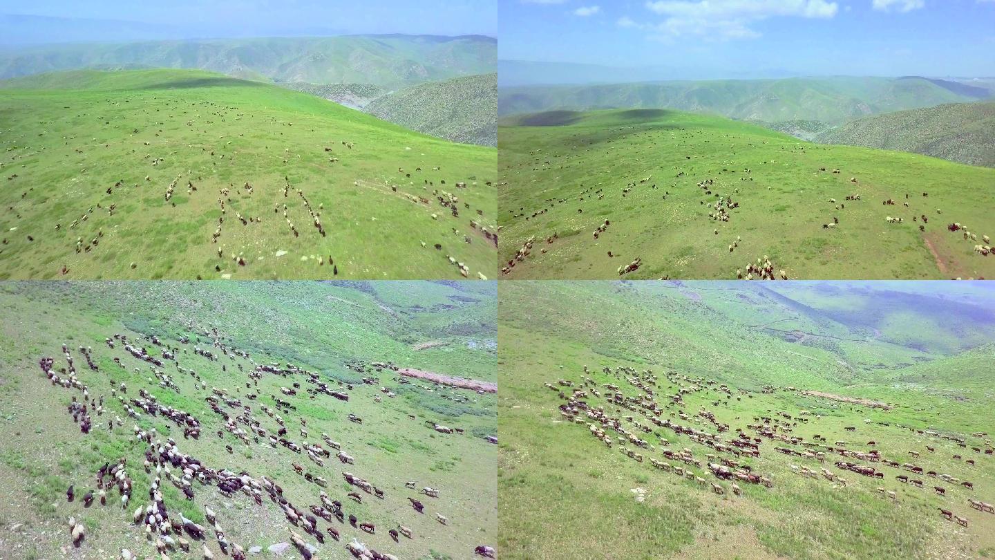 内蒙古草原航拍羊群戈壁羊群