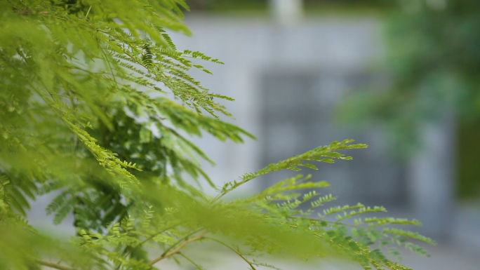 清新唯美水杉树叶实拍