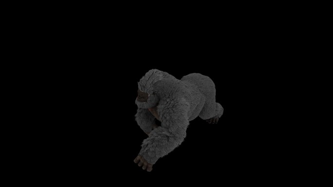 受伤的猩猩奔跑走路动画(3)