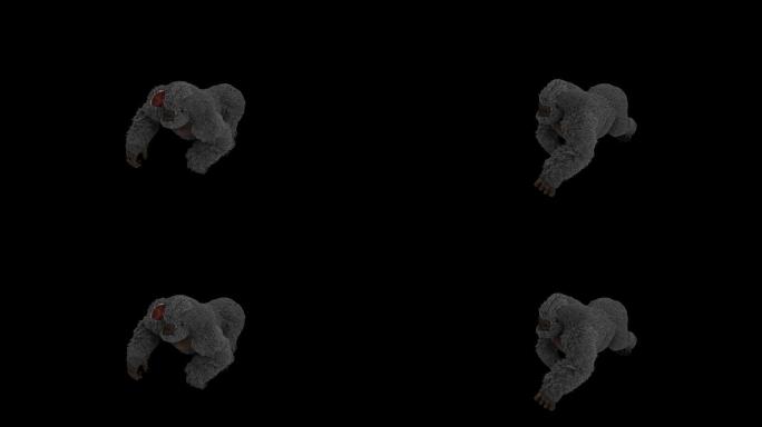 受伤的猩猩奔跑走路动画(3)