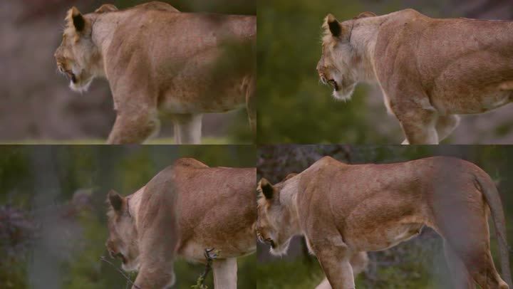 视频素材 实拍视频 自然风景 非洲草原上的雌狮特写镜头02声明水印不