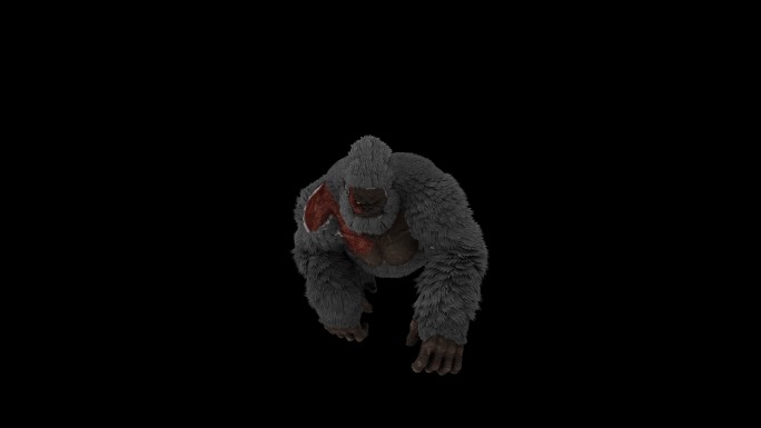 受伤的猩猩奔跑走路动画(5)