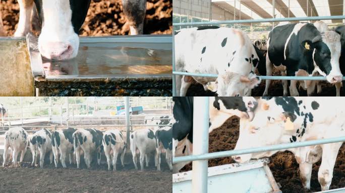 4k拍摄奶牛牧场畜牧养殖