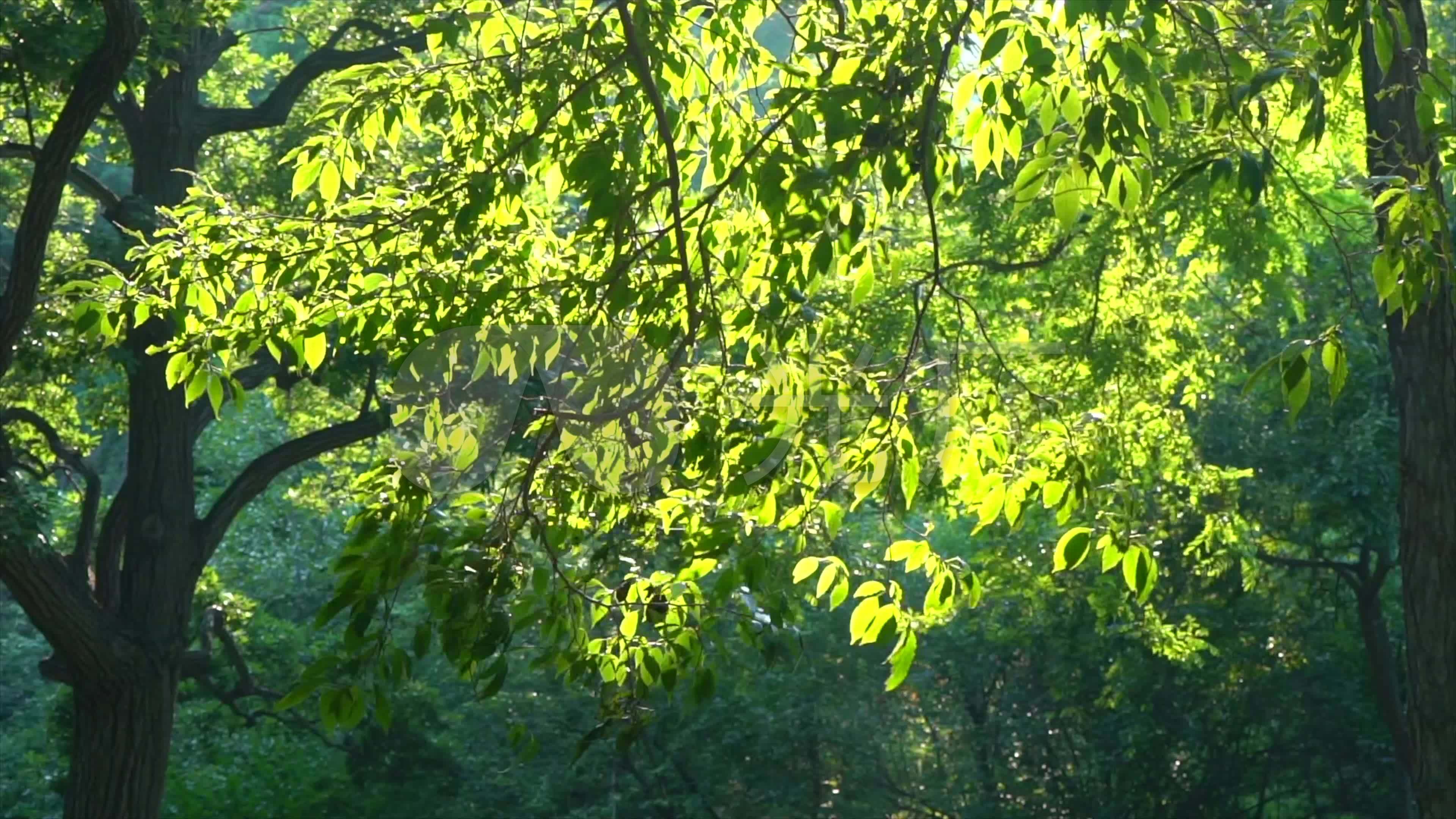 夏天绿色的树叶高清桌面壁纸图片_桌面壁纸_mm4000图片大全