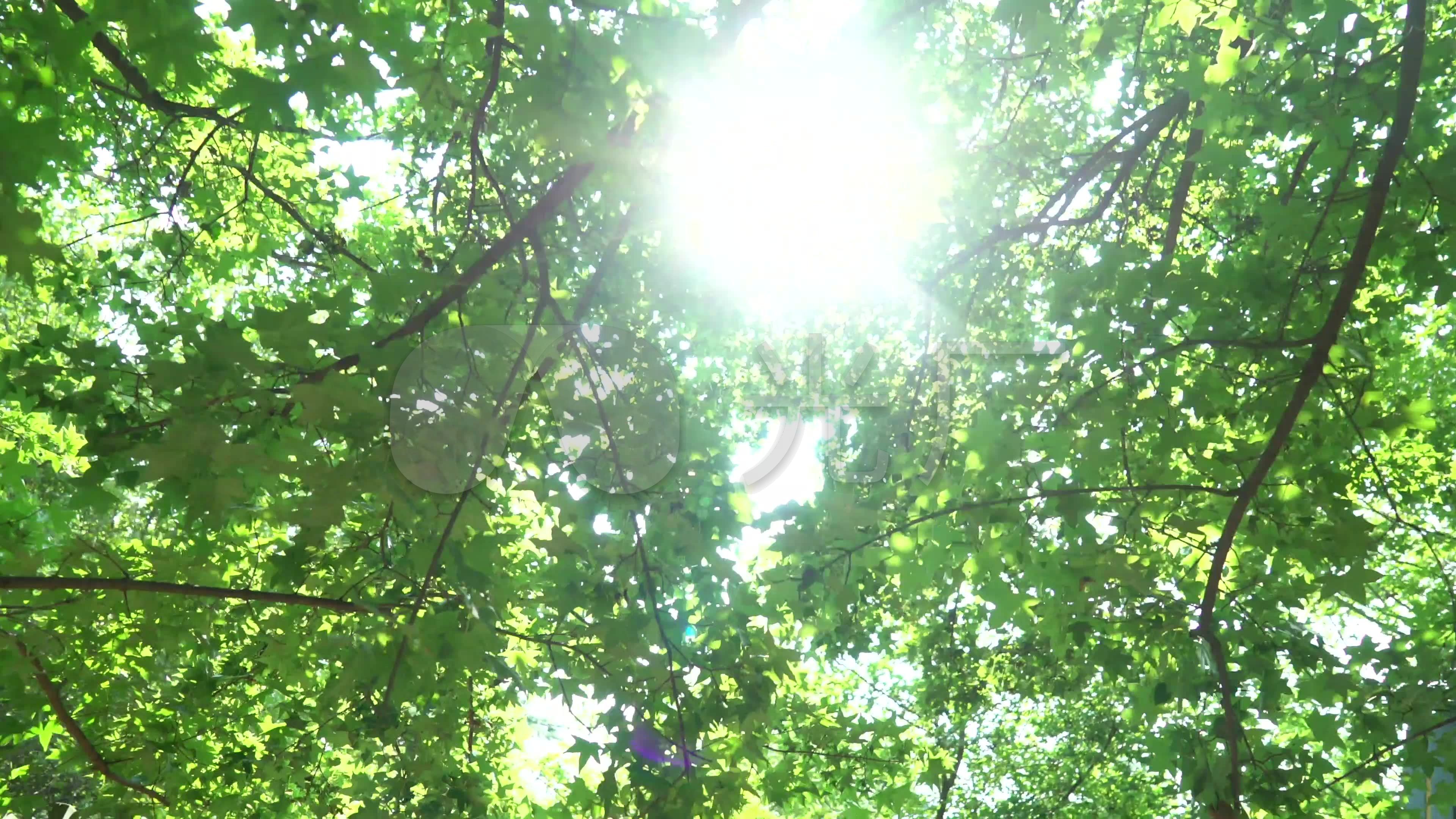 夏天太阳自然海洋意境树壁纸图片-壁纸高清