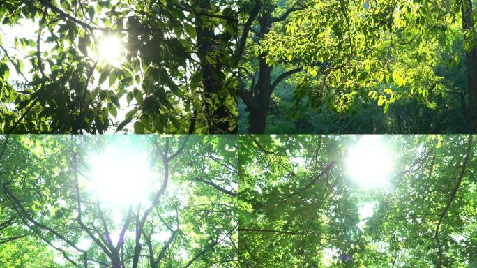 4K夏日阳光树叶唯美治愈系森林光影