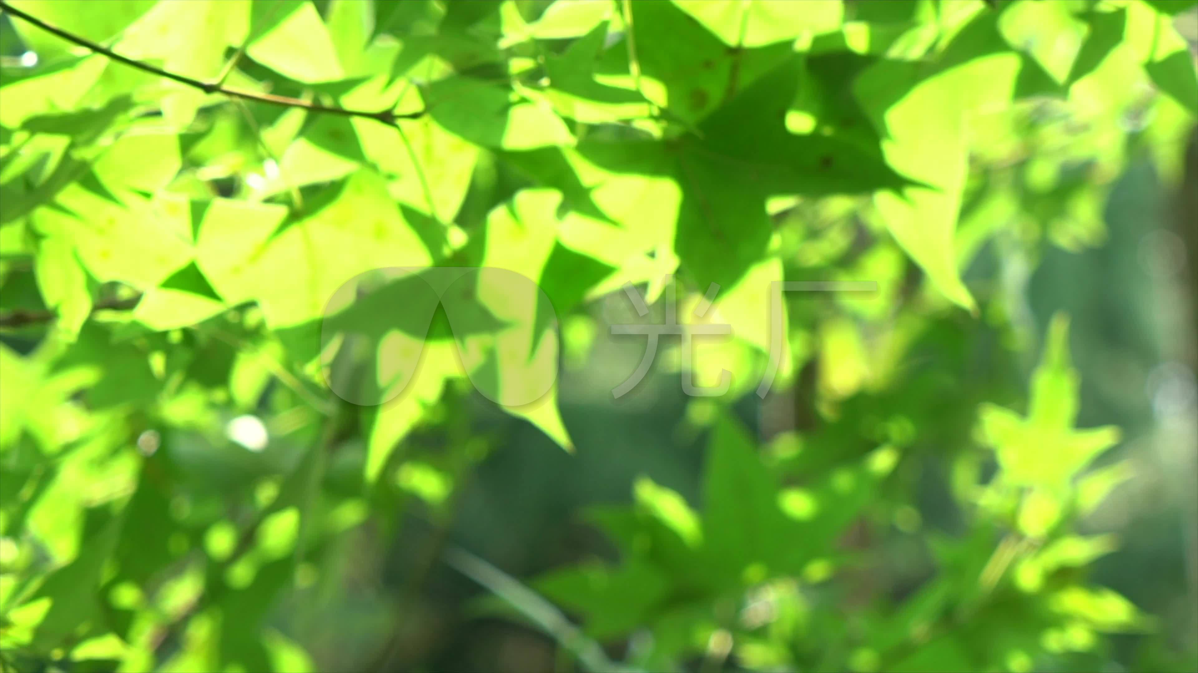 阳光下的树叶高清图片下载-正版图片500631528-摄图网