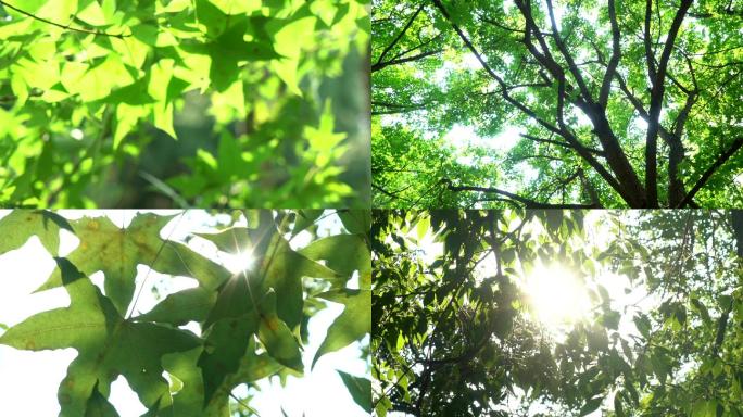 夏天森林阳光微风树叶升格慢镜