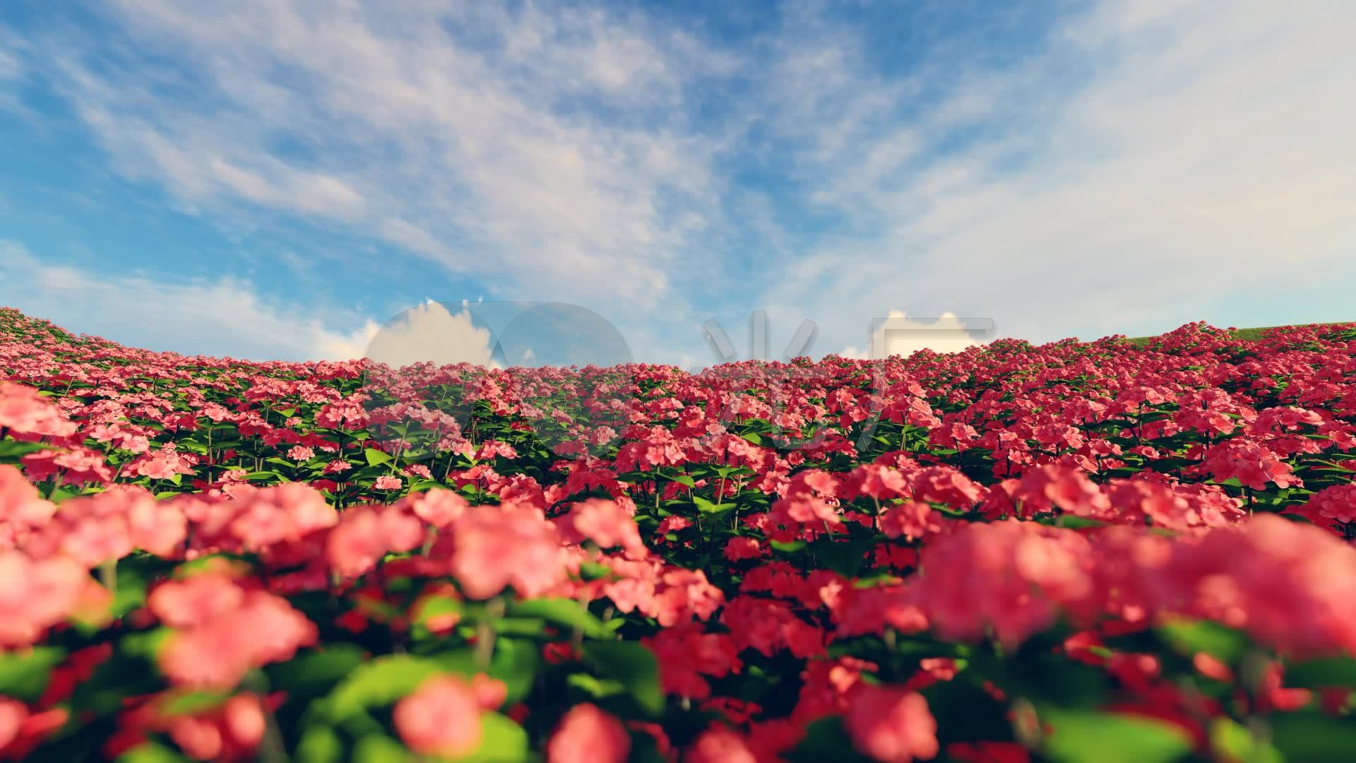 美丽的郁金香花海风景桌面壁纸-壁纸图片大全