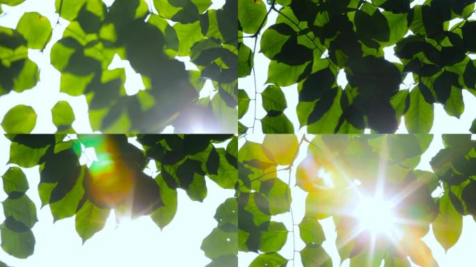 树叶阳光视频抬头看天空的树叶逆光效果