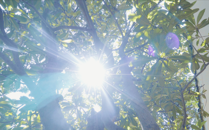 枇杷-树叶阳光-夏天唯美光影-逆光