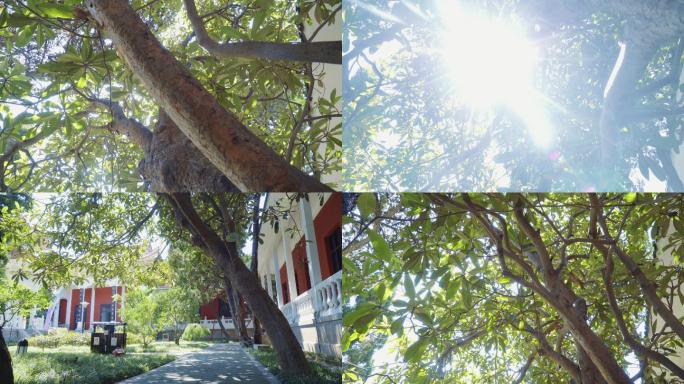 枇杷-树叶阳光-夏天唯美光影-逆光