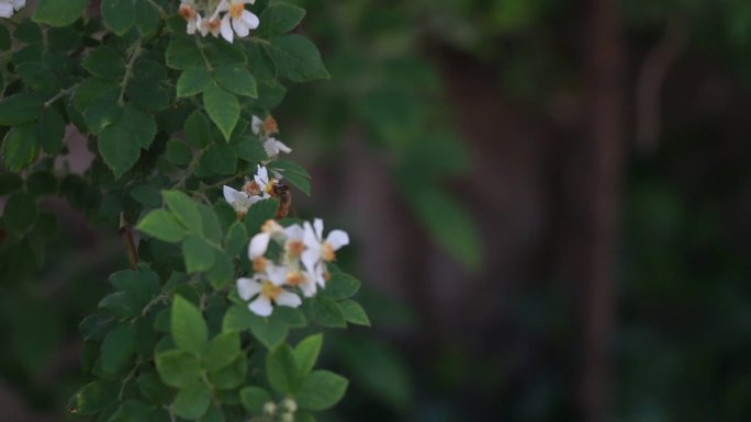 春季里的蔷薇花