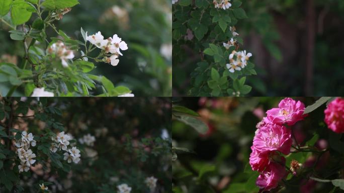 春季里的蔷薇花