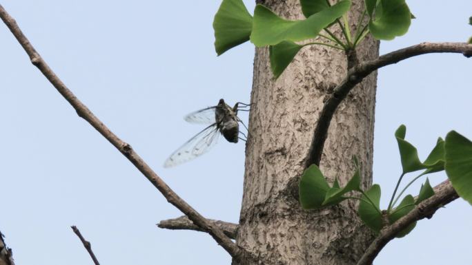 蝉在树干上起飞降落精彩瞬间4k