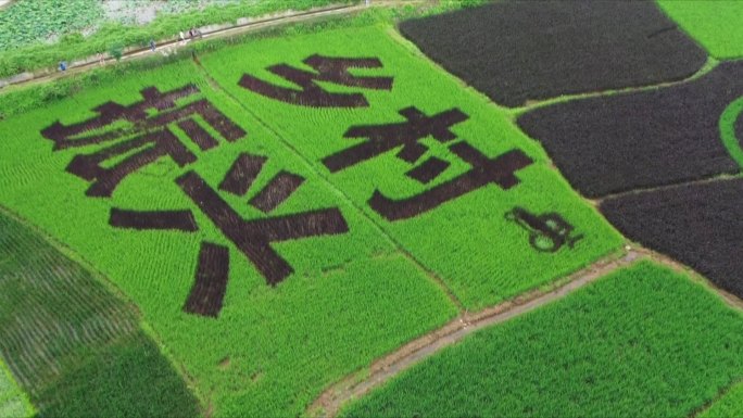 乡村振兴彩绘水稻