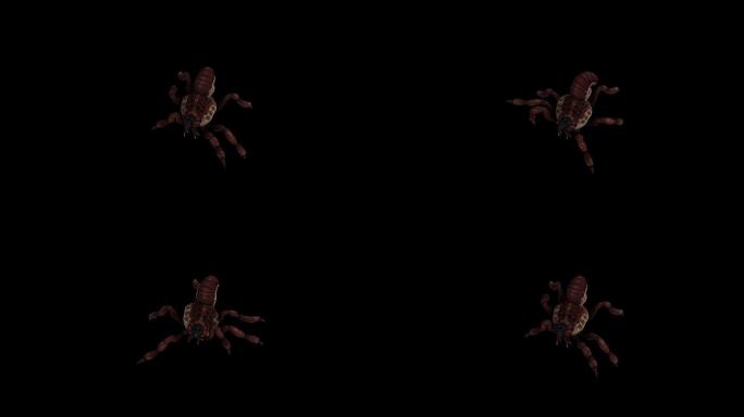 红蜘蛛走路奔跑动画(4)