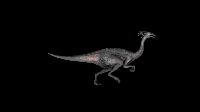 鸡形龙恐龙奔跑走路动画(11)