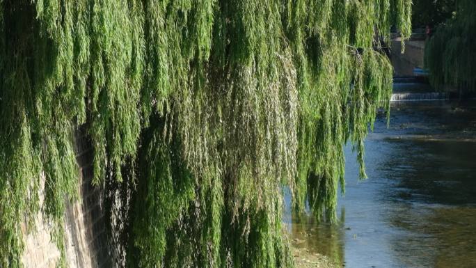 流水清澈溪流河道河道管理柳树