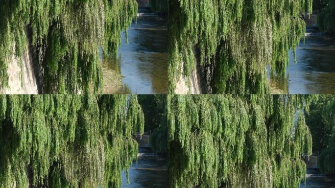 流水清澈溪流河道河道管理柳树
