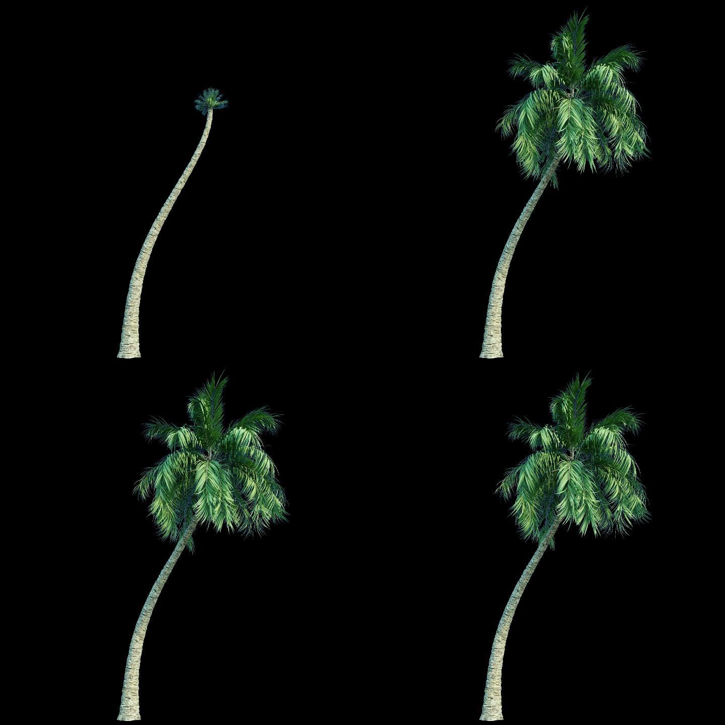 椰树生长飘动素材b