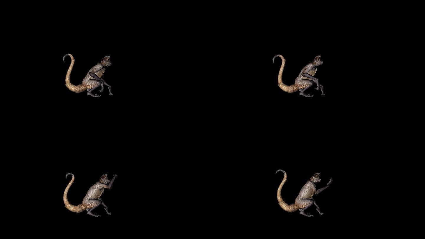 猴子动画(1)