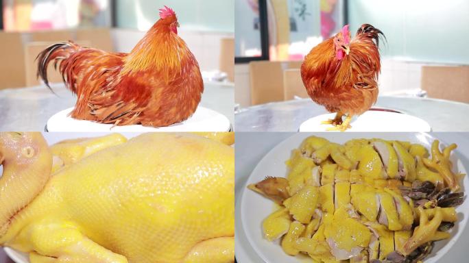 美食菜式土鸡白切鸡水晶鸡原创视频
