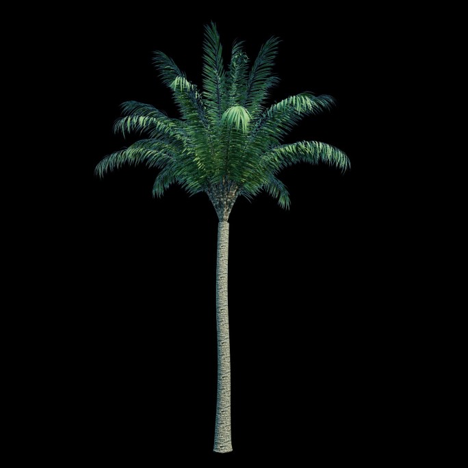 椰树生长飘动素材c