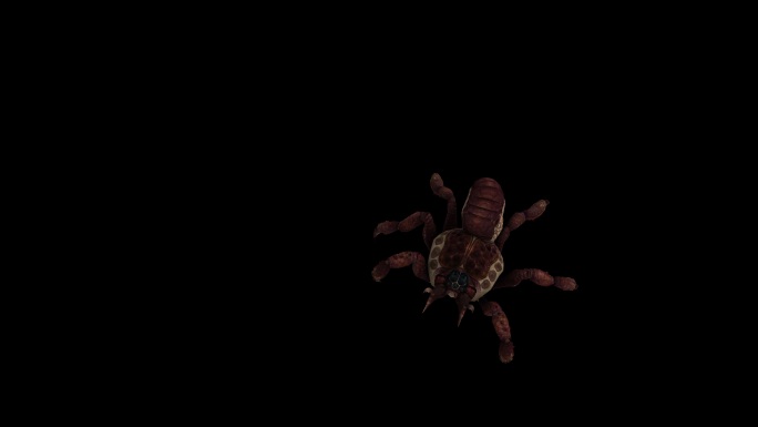 红蜘蛛攻击动画(2)