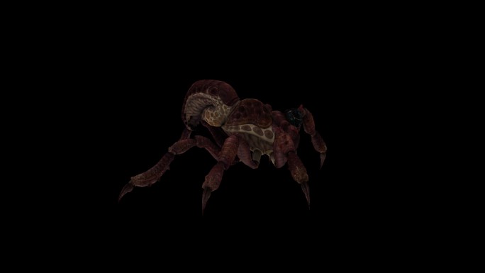 红蜘蛛动画(3)
