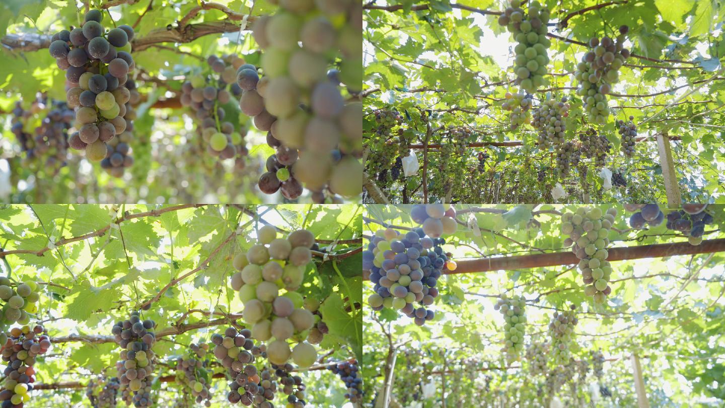 4K超清葡萄园-夏天葡萄成熟丰收