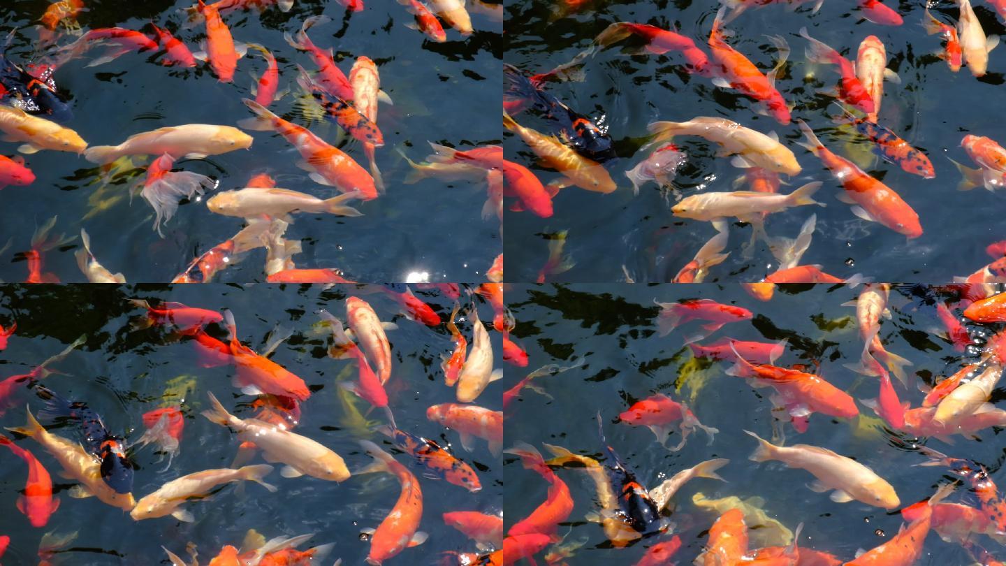 【观赏鱼摄影图片】鱼市生态摄影_太平洋电脑网摄影部落
