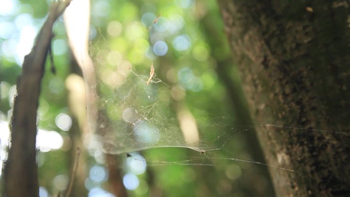 森林深处蜘蛛网、可商用