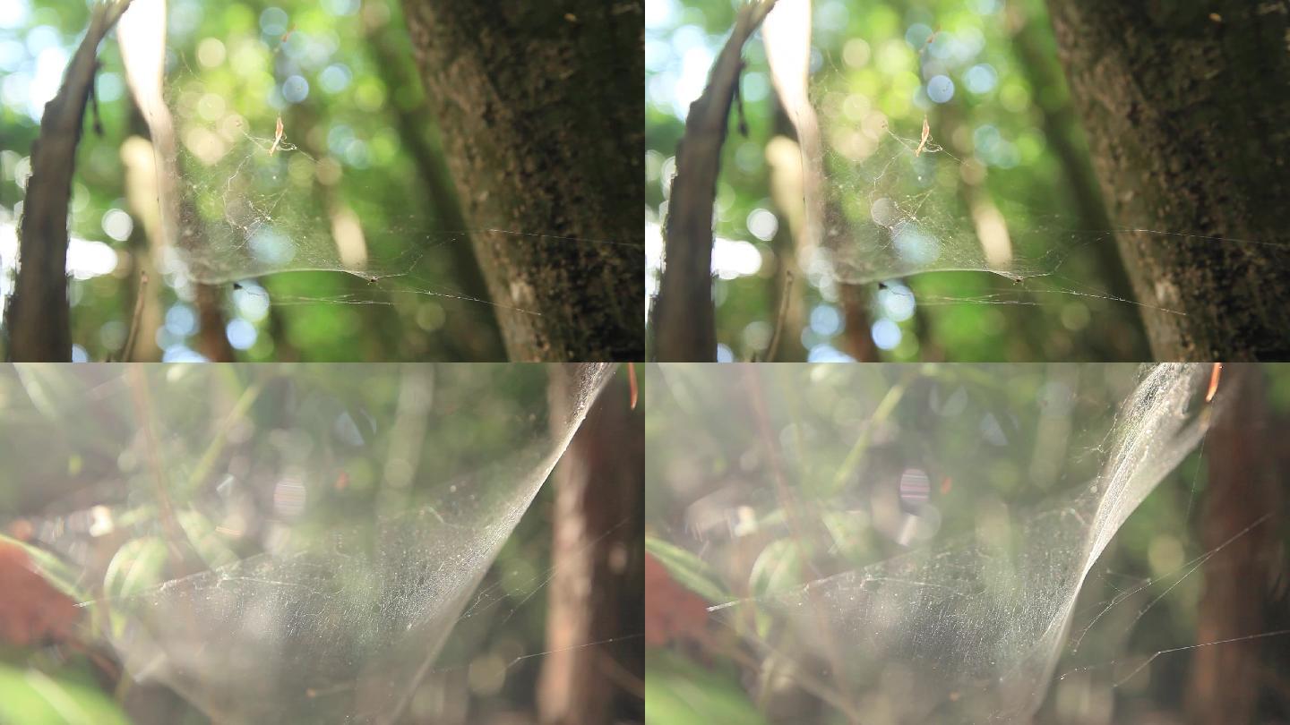 森林深处蜘蛛网、可商用