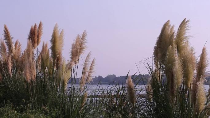 凤凰湖湿地公园