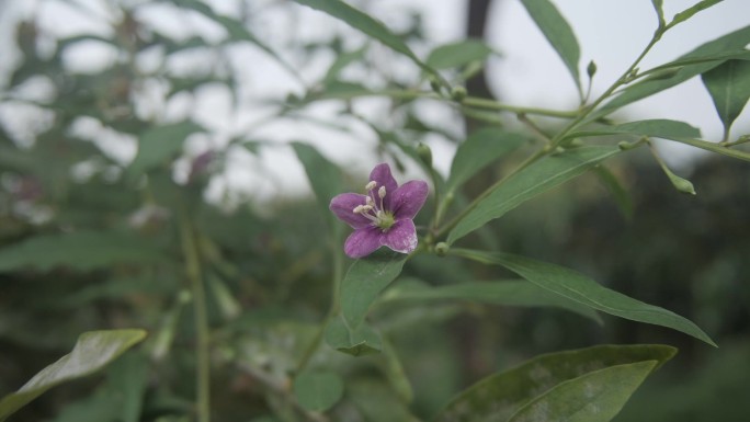 茉莉花月季花枸杞花荆轲花喇叭花小黄花