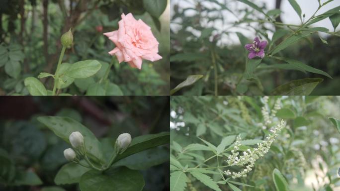 茉莉花月季花枸杞花荆轲花喇叭花小黄花