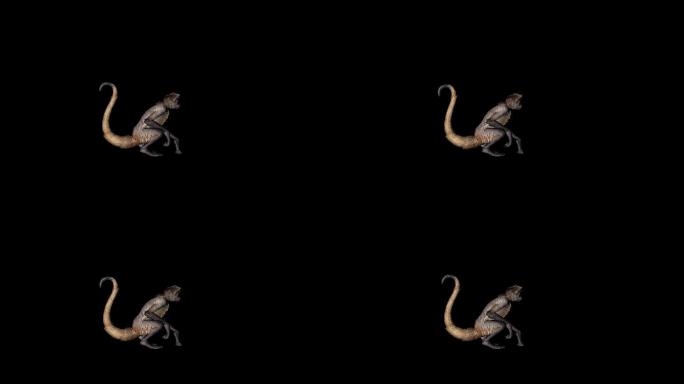 猴子动画(9)