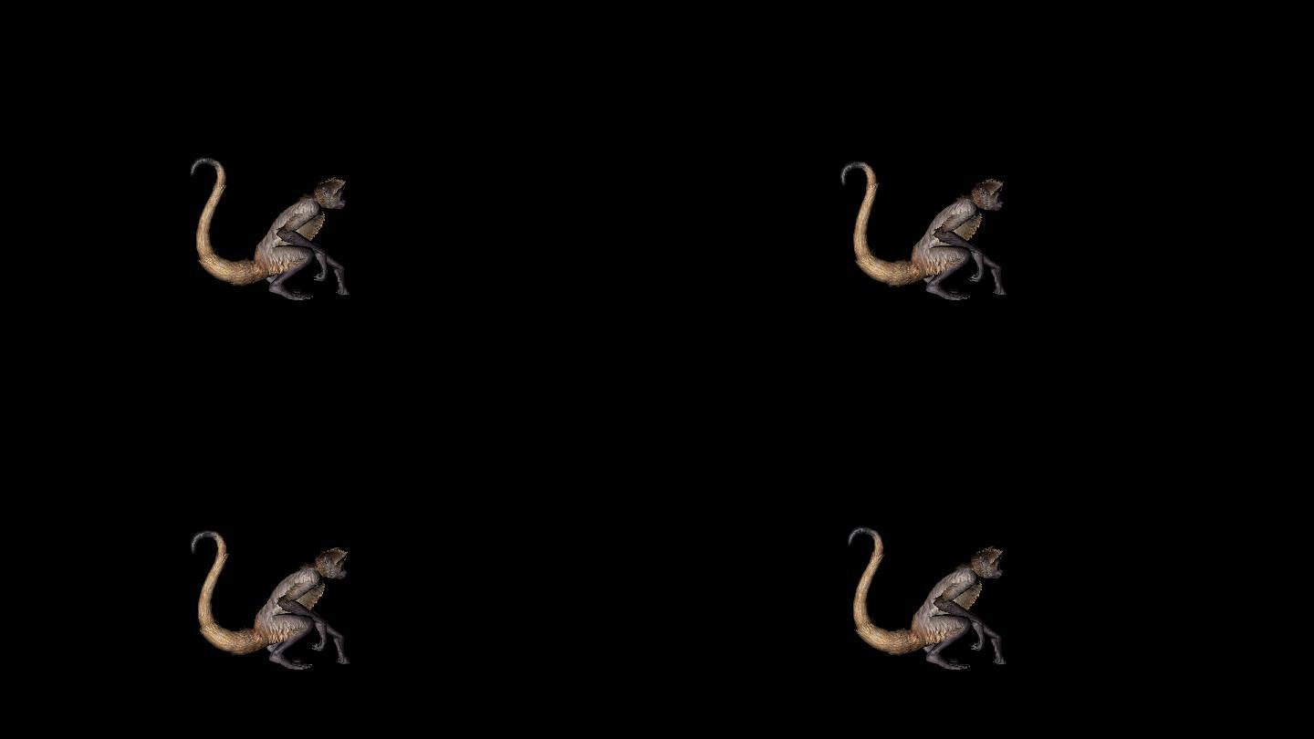 猴子动画(9)