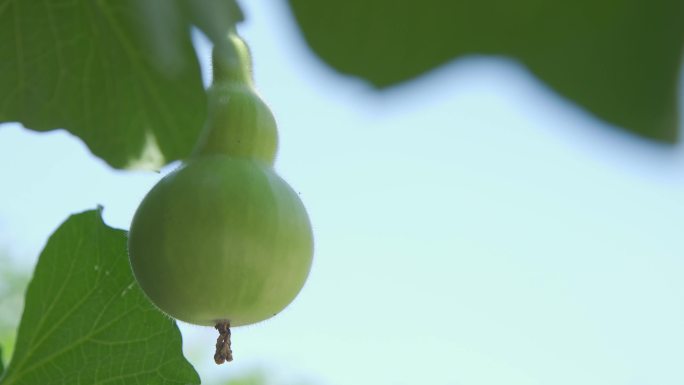 【原创】4K·种葫芦