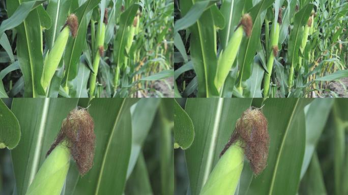 嫩玉米花期抽穗灌浆期