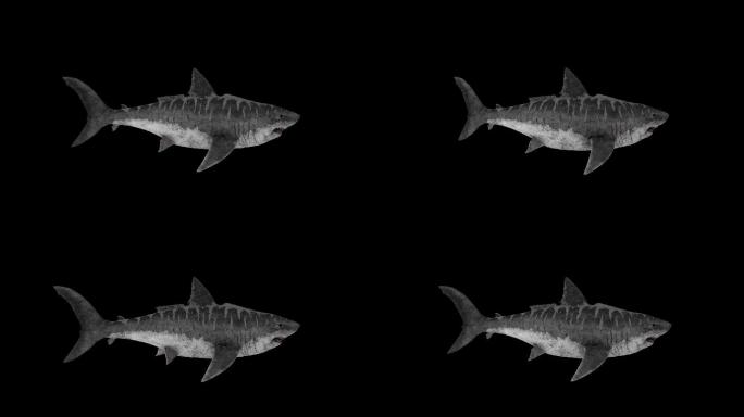巨齿鲨鲨鱼动画(8)
