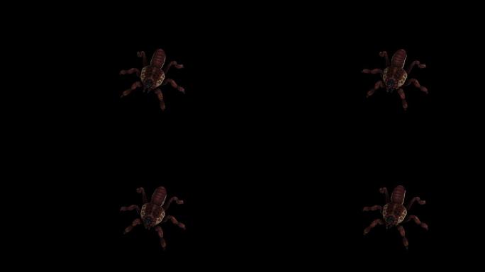红蜘蛛动画(5)