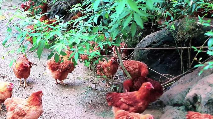 美食土鸡农家鸡放养散养鸡农场基地原创视频