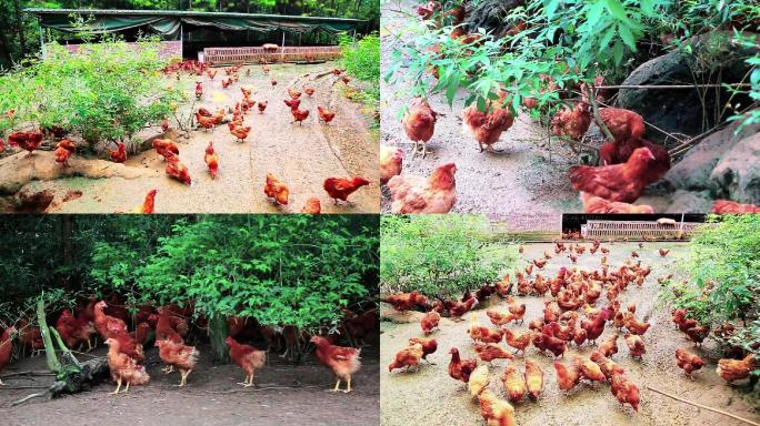 美食土鸡农家鸡放养散养鸡农场基地原创视频