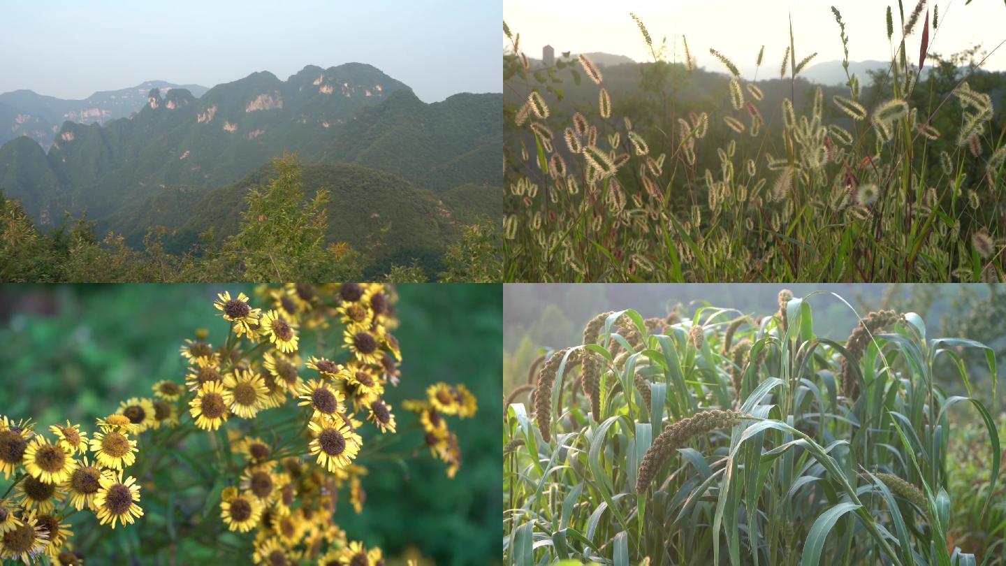 林间小路、古树、大山、野花